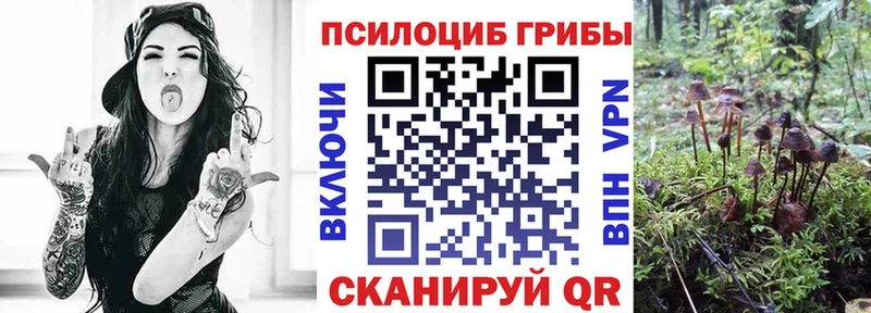 продажа наркотиков  Озёры  Галлюциногенные грибы Cubensis 